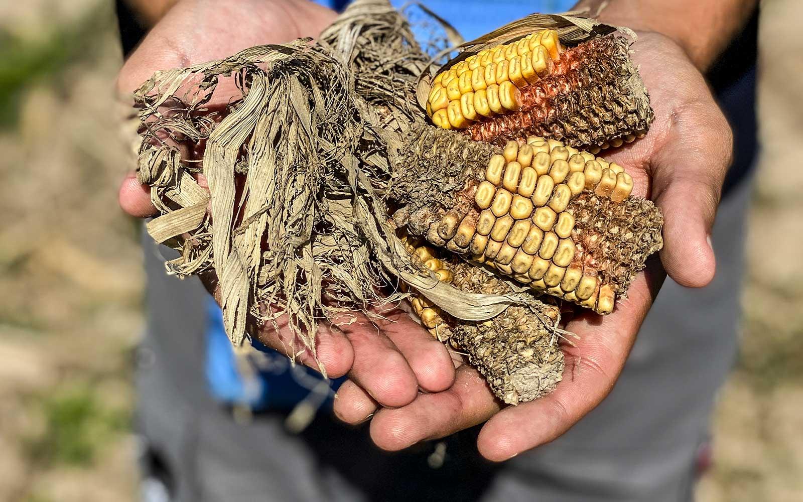 Lypivka Minefield Ukraine Kyiv Region